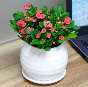 時(shí)令花卉虎刺梅 開花植物 室內(nèi)花卉 辦公桌小型防輻射盆栽